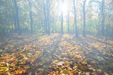 sessiz sahne, sonbahar park ile Kuru akçaağaç yaprakları