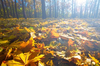 bir ormanda closeup kırmızı kuru sonbahar yaprakları