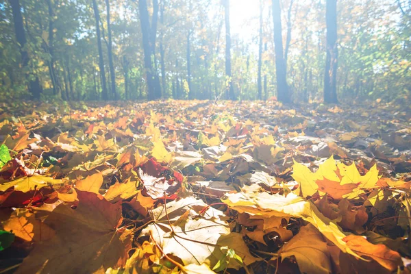 Ruhige Herbstszene Ruhiger Park Mit Trockenen Blättern Auf Einem Boden — Stockfoto