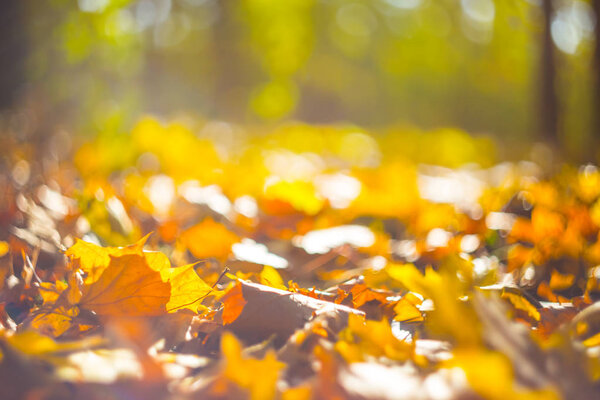 крупным планом красные сухие кленовые листья в лесу, природный фон
