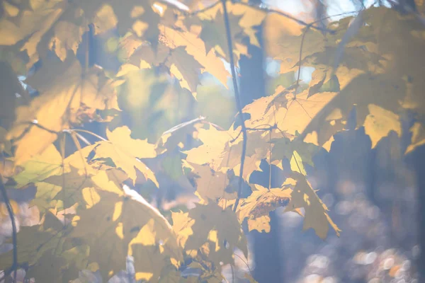 クローズ アップ ドライ日光秋のメープル ツリー ブランチ — ストック写真