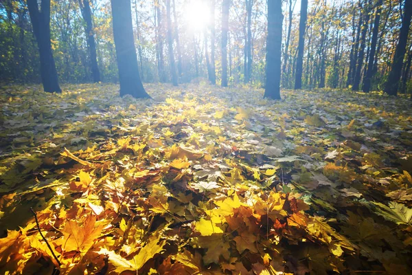 Herbstliche Parkszene Boden Bedeckt Von Trockenen Blättern — Stockfoto