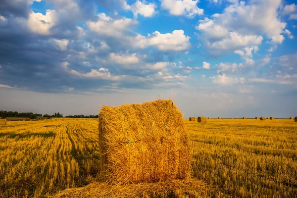 Escena Rural Campo Trigo Verano Después Una Cosecha — Foto de Stock