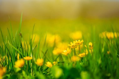 güzel bahar orman glade çiçekli