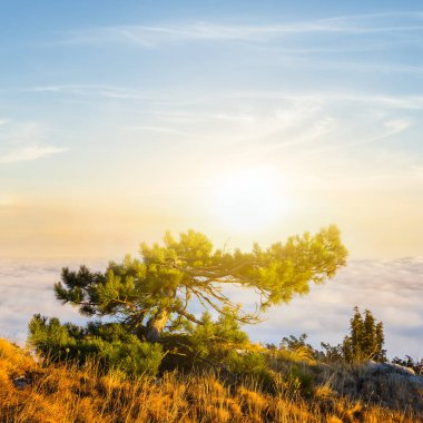 çam ağacı büyüme yoğun bulutlar, gün batımı sahne yukarıda Dağı üstte