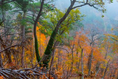 Kırmızı sonbahar sessiz ormanda bir sis