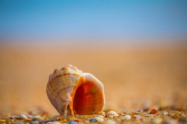 closeup boş deniz kabuğu yalan bir kum üzerine