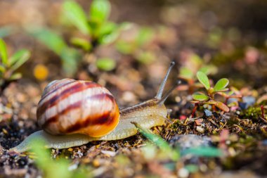 closeup üzüm salyangoz gezinmede bir çim