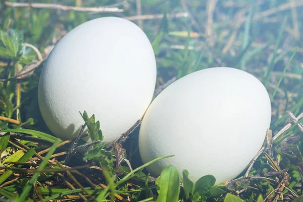 Par Huevos Pájaro Blanco Yacen Una Hierba Verde — Foto de Stock