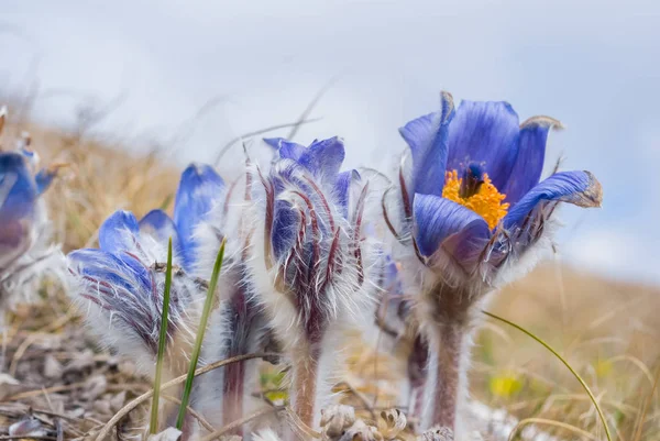 Nahaufnahme Wunderschöne Wildblumen Wachsen Einem Hang Einem Trockenen Gras — Stockfoto