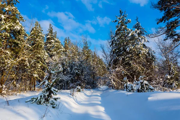 Frumoasă Pădure Pin Iarnă Într Zăpadă — Fotografie, imagine de stoc