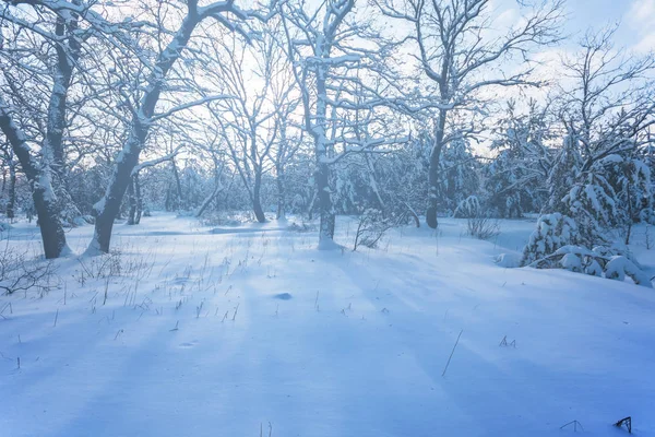 Vinter Insnöad Skog Den Soliga Dagen Med Långa Skuggor — Stockfoto