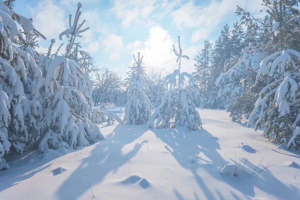 Forêt Pins Hiver Dans Une Neige Beau Jour — Photo