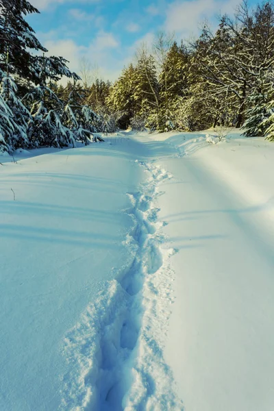 途中積雪の冬を松林します — ストック写真