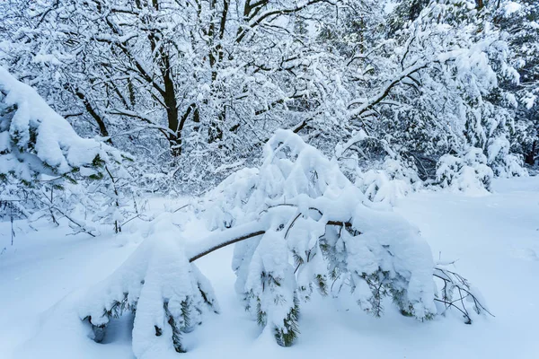 Крупним Планом Зимова Сцена Засніжений Сосновий Ліс — стокове фото