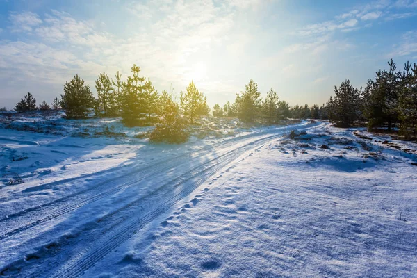 Zimowy Las Sosnowy Śniegu Zachód Słońca — Zdjęcie stockowe