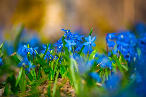 Beautiful Closeup Blue Spring Flowers Forest — Stock Photo, Image