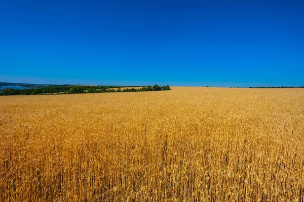 Beautiful Summer Wheat Field Harvest — Stock Photo, Image