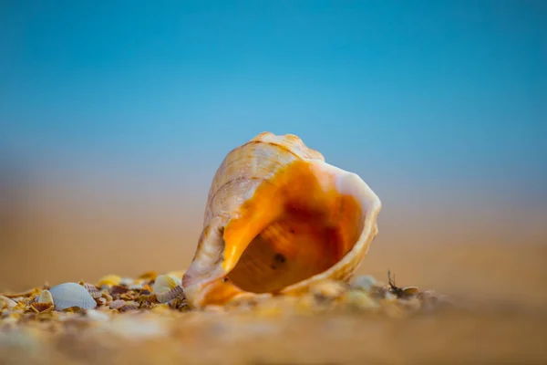 Пустая Морская Раковина Песчаном Пляже — стоковое фото