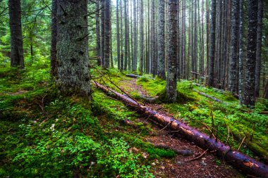 sessiz çam ormanı içinde mavi sis