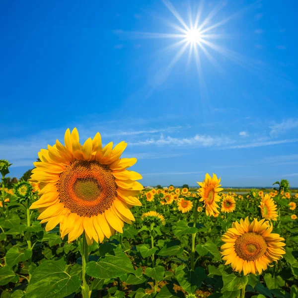 Closeup Flori Soare Aurii Sub Soare Fierbinte Strălucitor Vară — Fotografie, imagine de stoc