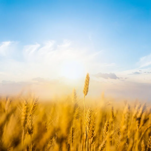 Gün Batımında Yaz Buğday Tarlasını Kapatın — Stok fotoğraf