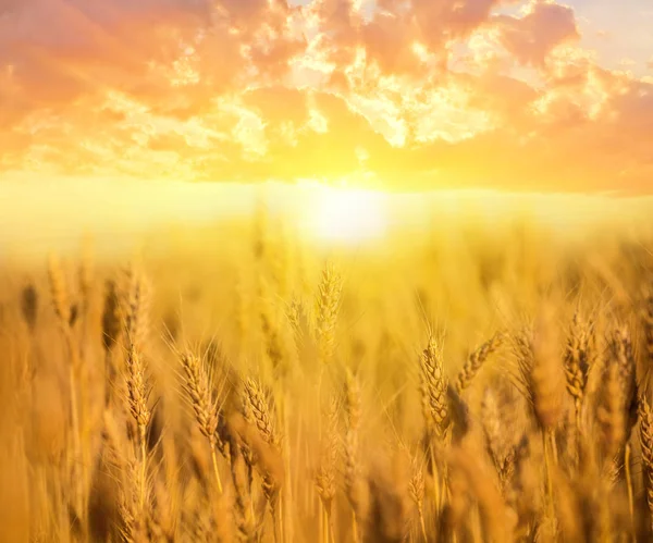 Closeup Summer Wheat Field Evening — Stock Photo, Image