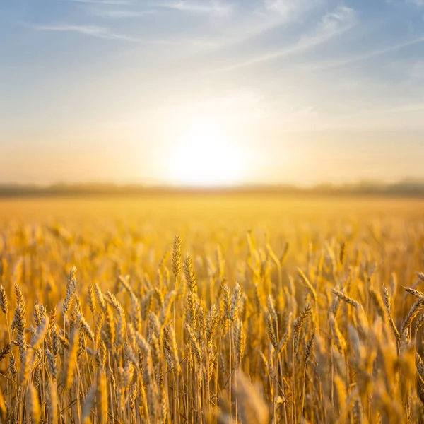 Sommerweizenfeld Bei Sonnenuntergang Landschaft — Stockfoto