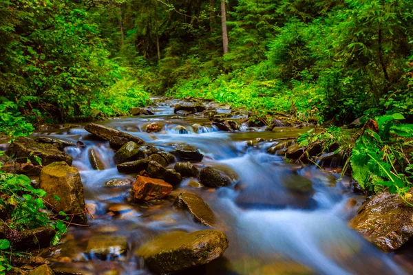 Petit Ruisseau Précipitant Dans Forêt Humide Montagne — Photo