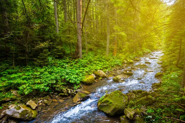 River Rushing Fir Forest — Stock Photo, Image