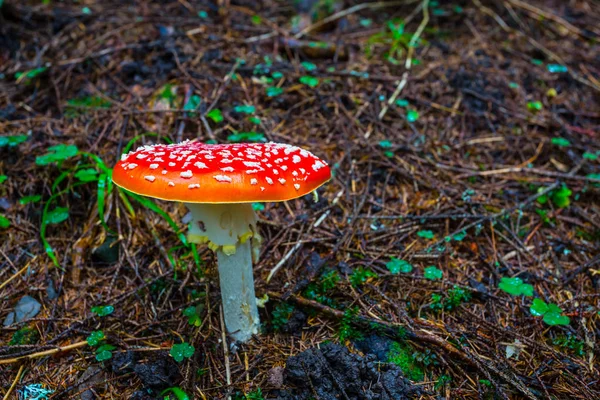 Nahaufnahme Roter Fliegenpilz Einem Wald — Stockfoto