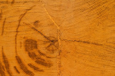 narural arka plan closeup ağaç gövdesi