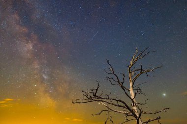 yıldızlı gökyüzü arka planda, gece çekimi portre kuru ağaç