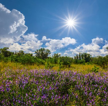 güzel yaz çayır çiçekli bir ışıltı güneş altında