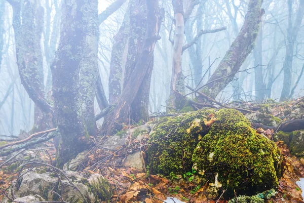 Gros Plan Pierre Recouverte Une Mousse Dans Brouillard Blye — Photo