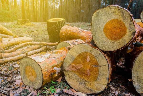 Closeup Heap Tree Trunk Forest — Stock Photo, Image