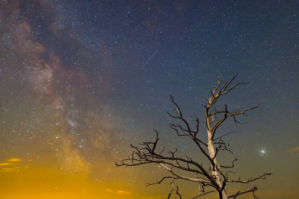 Closeup Árvore Seca Fundo Céu Estrelado Cena Noturna — Fotografia de Stock