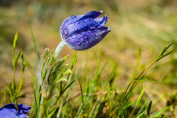 Closeup Modře Divoká Květina Kapky Vody Mezi Tráva — Stock fotografie