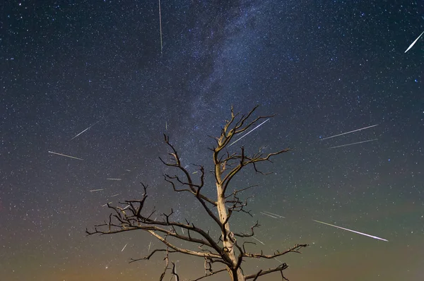 干燥树在夜的天空背景与星落 夜场面 — 图库照片