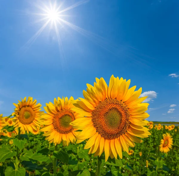 Tournesols Dorés Gros Plan Dans Soleil — Photo