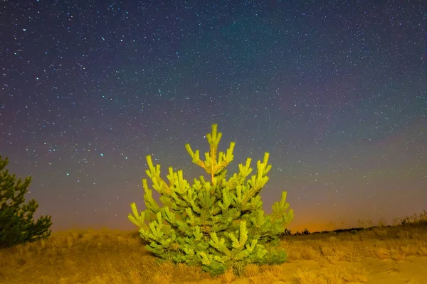 Escena Nocturna Pino Entre Desierto Arenoso Bajo Cielo Estrellado — Foto de Stock