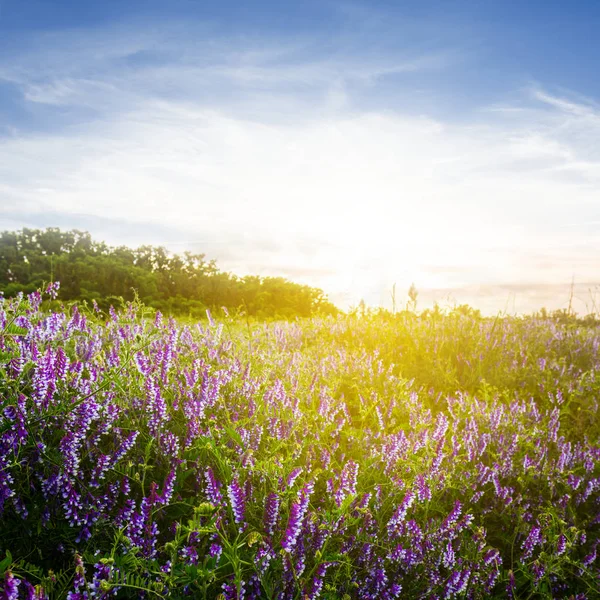 Mooie Zomerse Bloemrijke Prairie Bij Zonsondergang — Stockfoto
