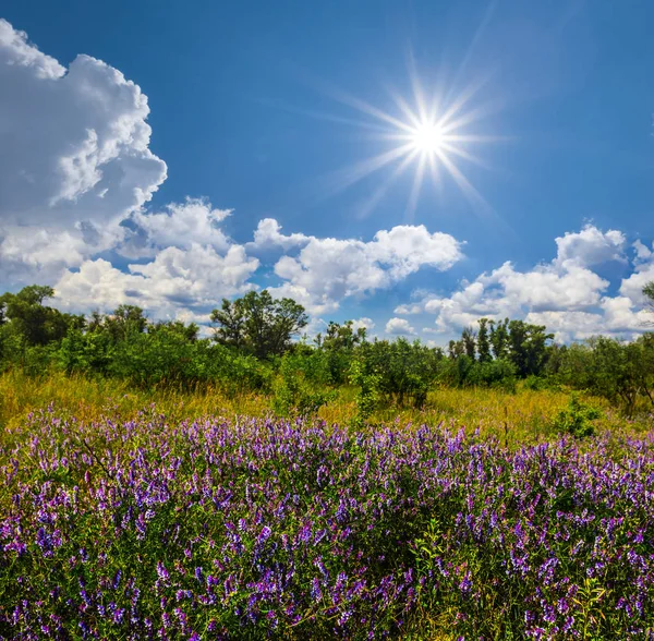Krásné Letní Prérie Květinami Pod Sluncem Sparkle — Stock fotografie