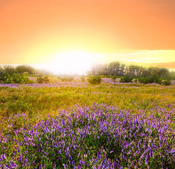 Sommarprärie Med Blommor Vid Solnedgången — Stockfoto