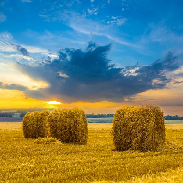 Letní Pšeničné Pole Sklizni Večer — Stock fotografie