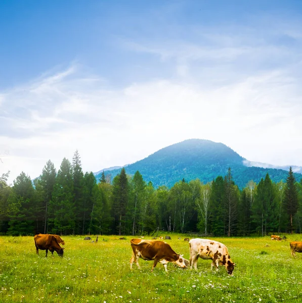 Grüne Alm Mit Kühen — Stockfoto