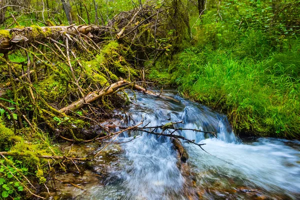 Rivière Précipitant Dans Forêt Montagne — Photo