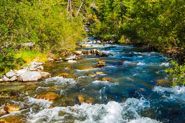 Hukot Lesem Horských Kaňonu Řeky — Stock fotografie