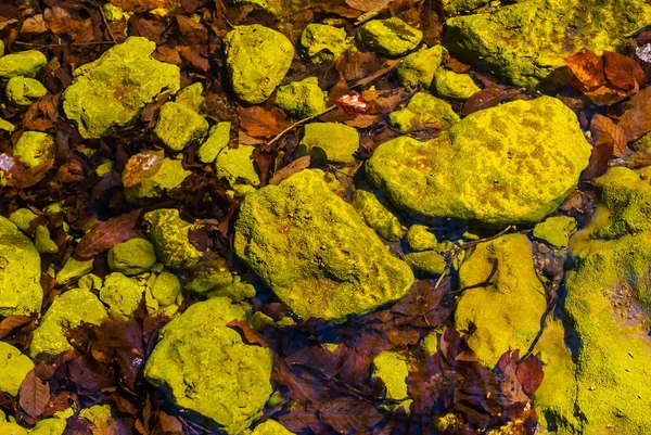 Natürlicher Hintergrund Nahaufnahme See Transparentes Wasser Steine Und Trockene Blätter — Stockfoto
