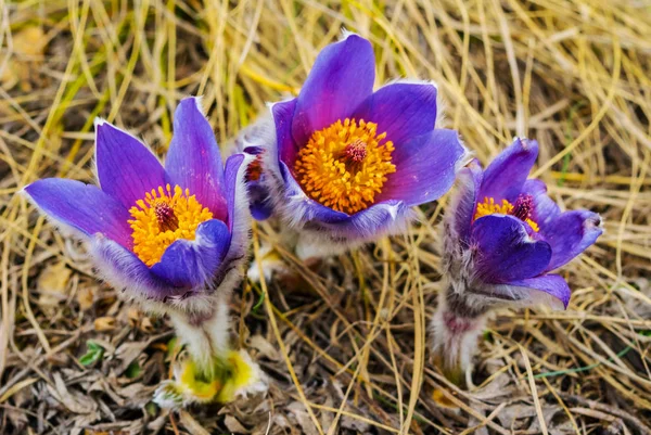 Nahaufnahme Wunderschöne Prärieblumen Inmitten Eines Trockenen Grases — Stockfoto